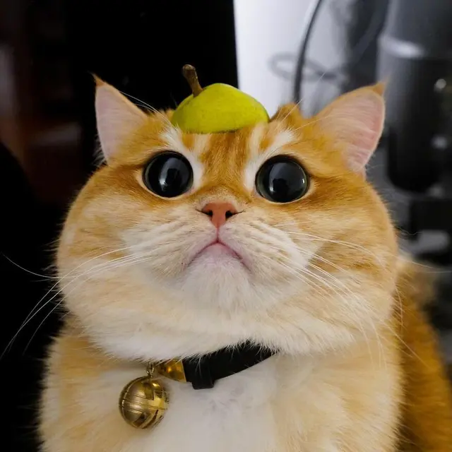 7 Potret Menggemaskan Pisco, Kucing yang Mirip Puss in Boots