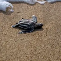 Pantai Ngurtafur, Kepulauan Kei. (Danufan)