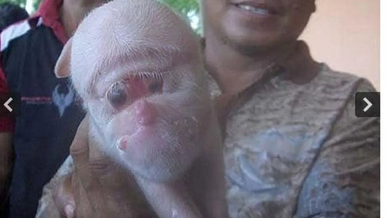Babi mutan mirip monyet di China. (Telegraph)