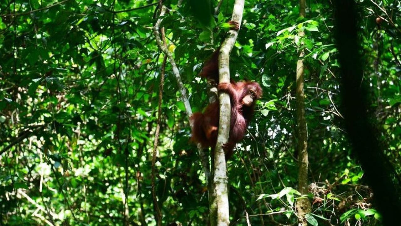 Tiga Orangutan Kalimantan Kembali ke Rimba, Suksesnya Program Pelepasliaran Konservasi