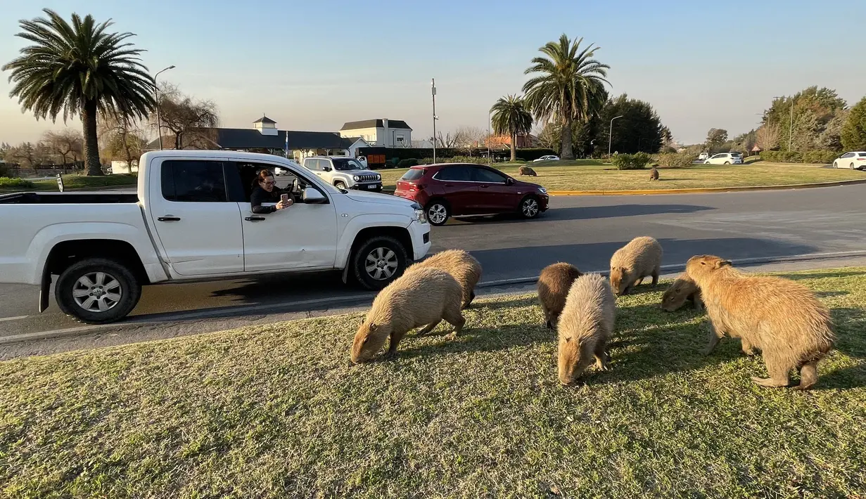 Seorang perempuan mengambil foto kawanan kapibara yang memakan rumput di sebelah jalan di komunitas yang terjaga keamanannya di Tigre, Buenos Aires pada 27 Agustus 2021. Beberapa keluarga capybaras berjalan-jalan di Nordelta, salah satu perumahan paling eksklusif di Argentina. (MAGALI CERVANTES/AFP)