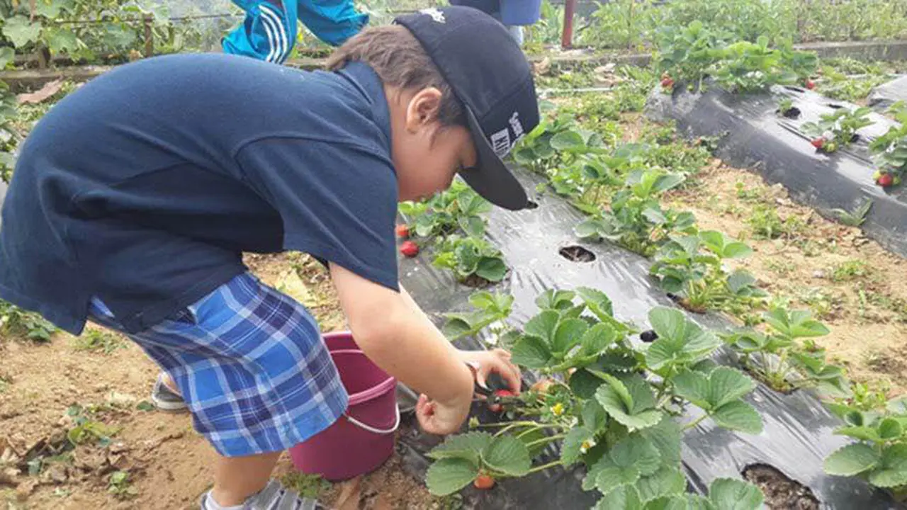 Asiknya ‘Hang Out’ di Kebun Strawberry Bedugul Bali