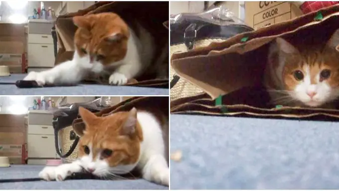 (c) rocketnews24.com