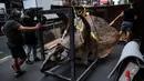 Kerangka dinosaurus triceratops saat dibawa ke galeri untuk dipamerkan menjelang lelang di Paris pada 31 Agustus 2021. "Big John" adalah contoh dinosaurus jenis triceratops terbesar yang pernah hidup, berusia 66 juta tahun dengan kerangkanya sendiri sekitar delapan meter (Christophe ARCHAMBAULT/AFP)