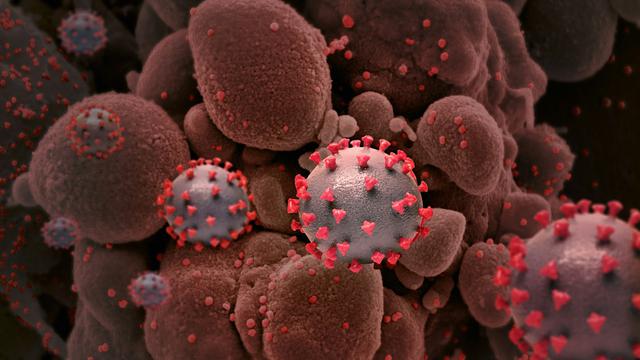 Virus