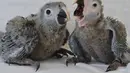 Dua anak ayam jenis Macaw Spix bernama Karla (kanan) dan Tiago menjadi koleksi langka konservasi satwa liar di ACTP Schoeneiche, Jerman bagian timur, Rabu (14/05/2014) (AFP photo/Patrick Pleul)