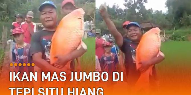 VIDEO: Viral Warga Temukan Ikan Mas Jumbo di Tepi Situ Hiang