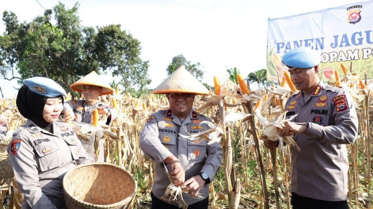 Fantastis, Polda Banten Panen Jagung 2.540 Ton, Lampaui Target Awal Dukung Swasembada Pangan Nasional!