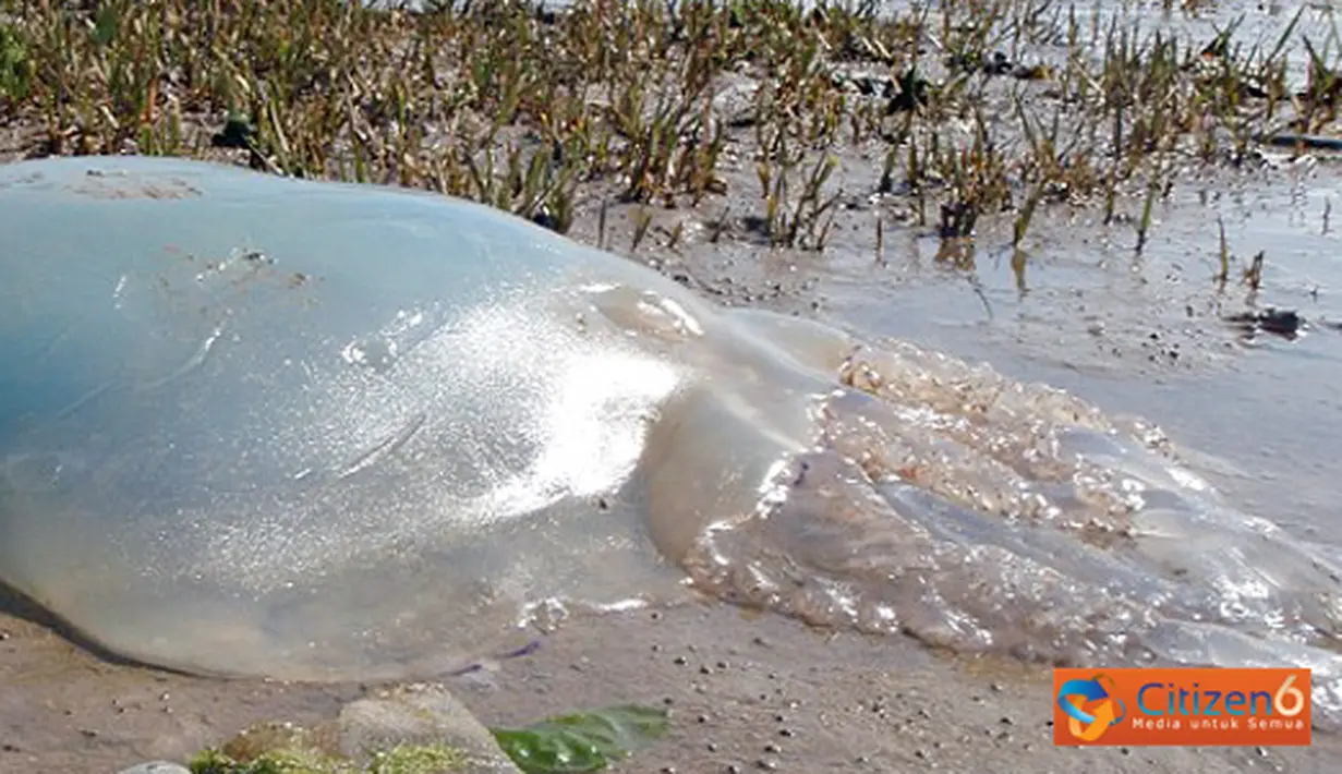 Citizen6, Inggris: Telah ditemukan ubur-ubur raksasa sepanjang satu meter yang memiliki nama ilmiah Rhizostoma Octopus di pesisir pantai Devon, Inggris. Ubur-ubur ini jenis yang tidak mematikan. (Pengirim: Steven Sukamto)
