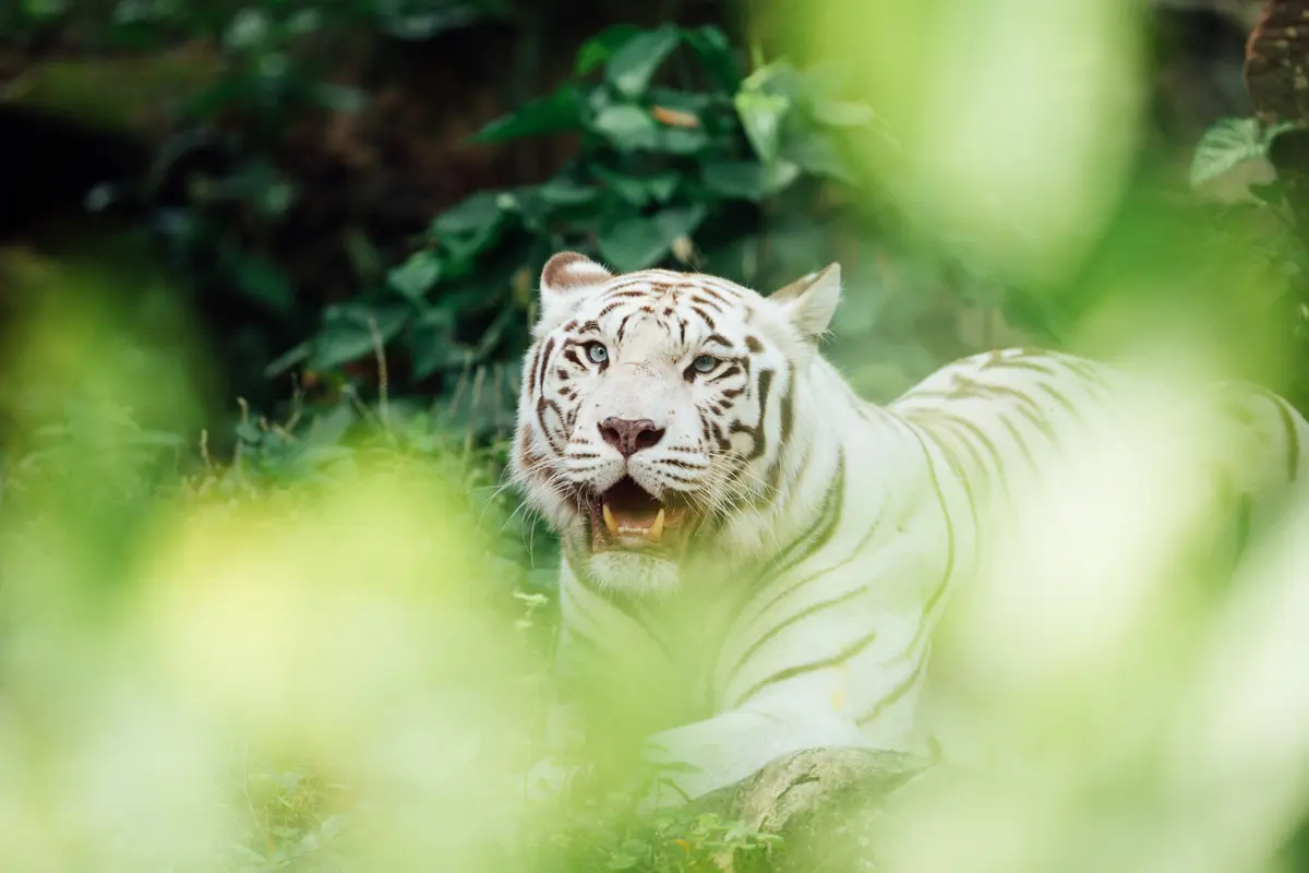 Harimau Putih
