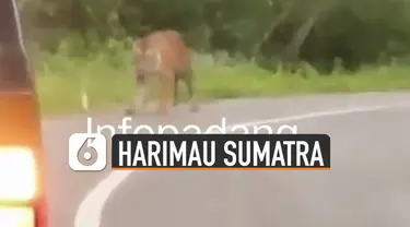 Video harimau sumatera berkeliaran di jalan viral di media sosial.