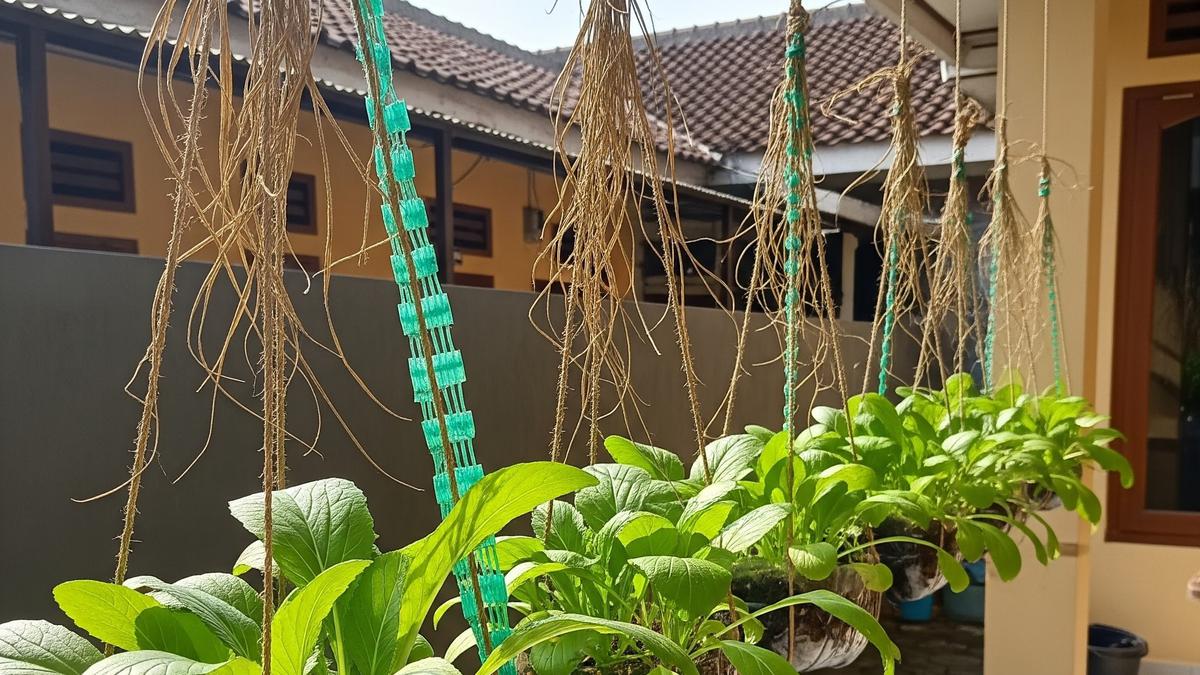 Cara Membuat Kebun Sawi Gantung dari Tali Rafia, Praktis dan Hemat