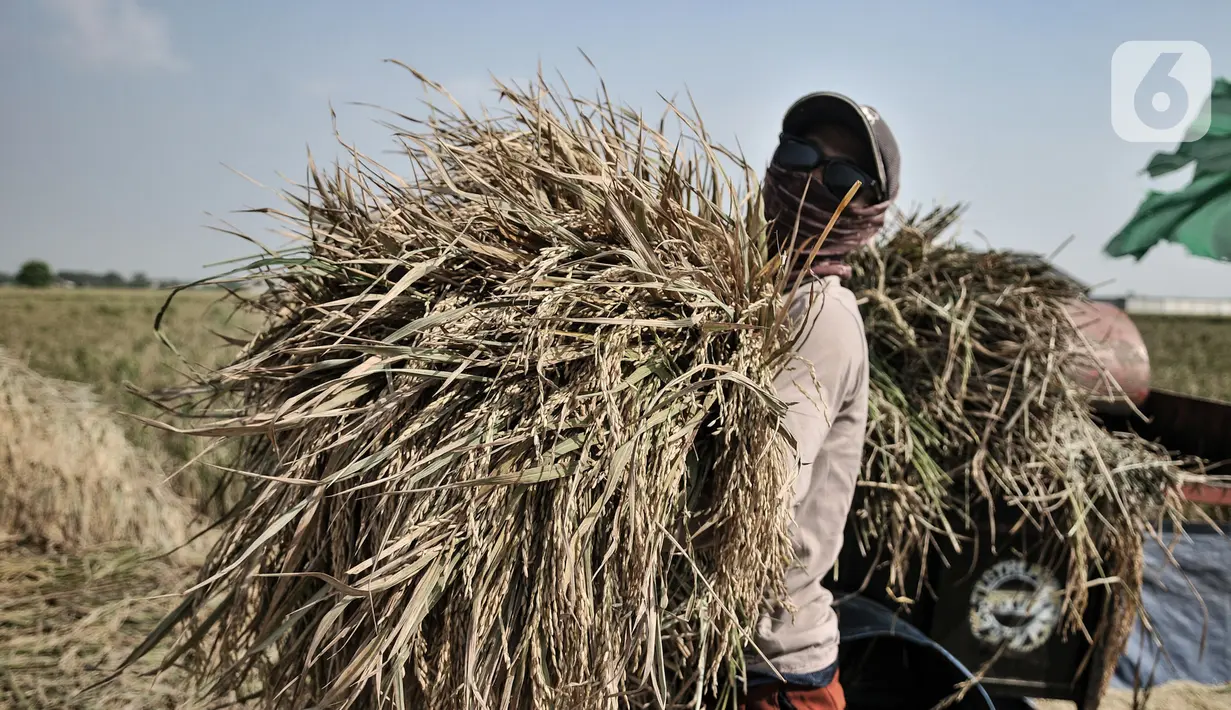 Petani saat memanen padi di persawahan kawasan Rorotan, Jakarta, Rabu (29/7/2020). Cadangan beras pemerintah (CBP) diprediksi mampu untuk memenuhi kebutuhan beras dalam negeri di tengah pandemi Covid-19, bahkan hingga akhir tahun 2020. (merdeka.com/Iqbal S. Nugroho)