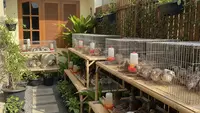 Ternak Puyuh dan Sayur Organik Modal Kecil untuk Pemula di Desa