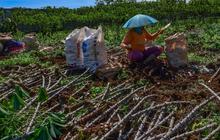 Petani Keluhkan Harga Singkong Anjlok, Pemerintah Bakal Larang Impor