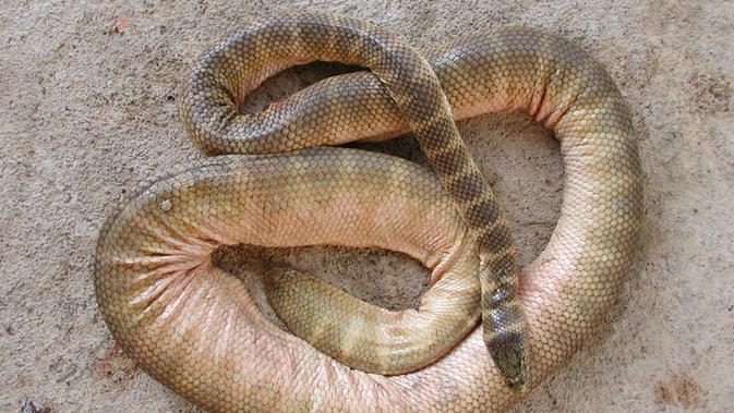 Ular laut Hydrophis belcheri. Ekor yang pipih digunakan sebagai adaptasi untuk berenang di laut terbuka. (Creative Commons)