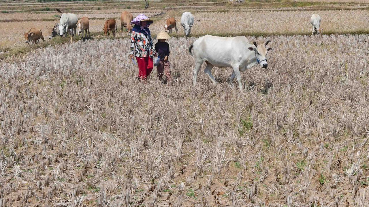 Kekeringan Ekstrem Sebabkan Sawah di Jonggol Mengering