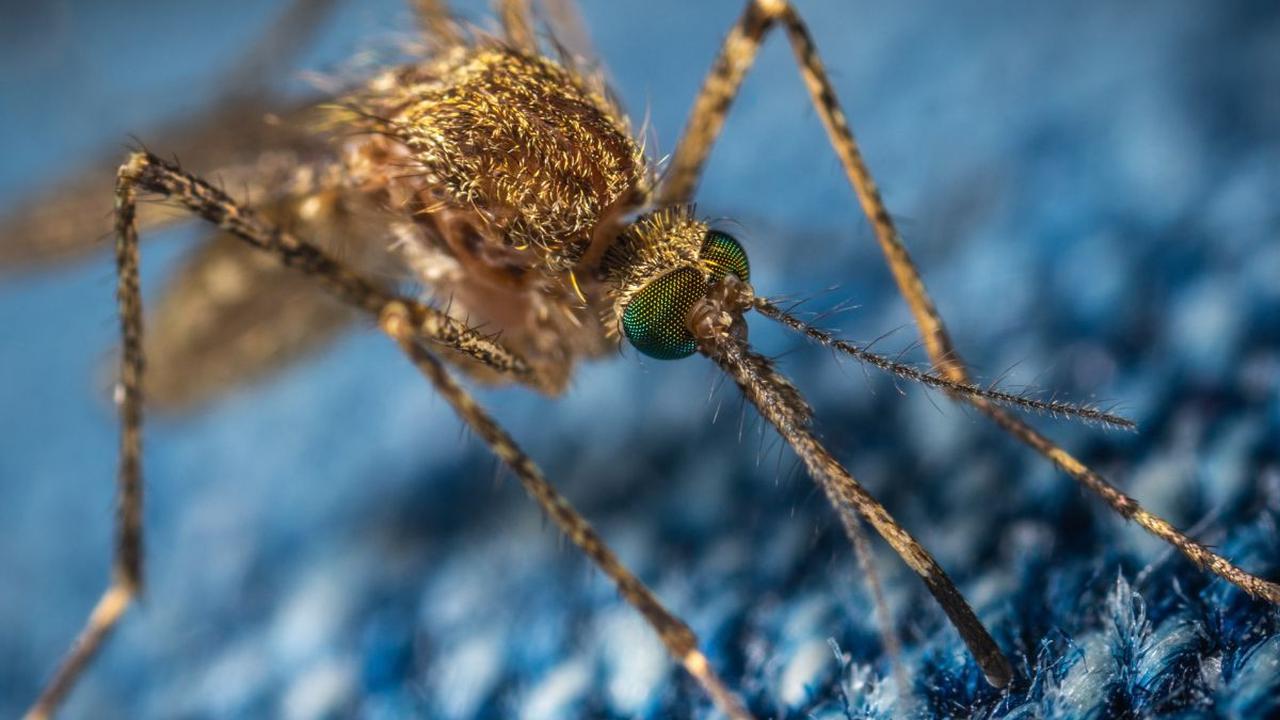 <b>Apa itu Nyamuk Wolbachia?</b><br>