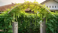7 Inspirasi Kebun Pare Rambat di Pagar Rumah Kecil, Asri, Produktif, dan Hemat Lahan