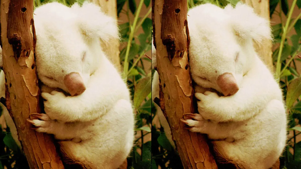 6 Binatang Albino yang Lucu Nan Memukau