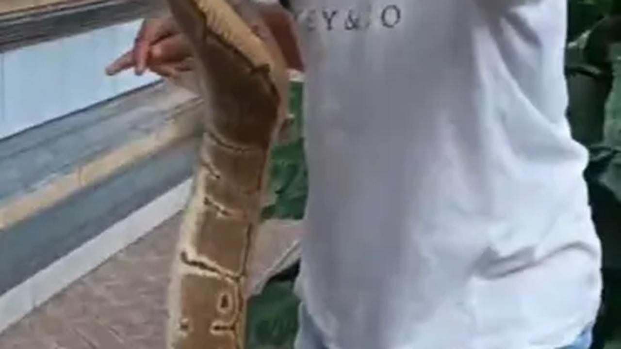 Jatuh Martabat Ular Piton, Tak Berkutik Jadi Mainan Balita di Baby Walker