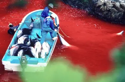 pembantaian lumba-lumba di Jepang