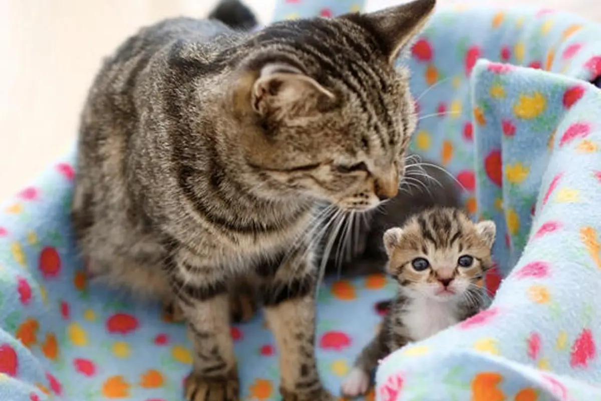 Lucunya Aksi Anak Kucing Tiru si Induk yang Sedang Mandi