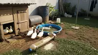 7 Ide Ternak Pakai Uang THR yang Mudah Dimulai dan Panen Cepat