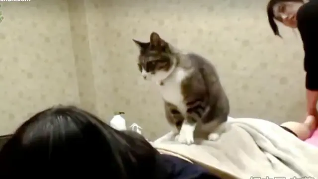5 Potret Kocak Kucing Bila Kerja di Salon dan Spa Ini Menggemaskan