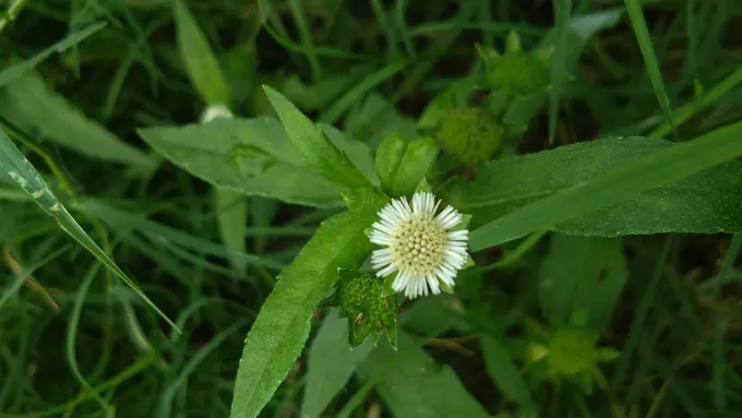 Nggak Hanya Menghitamkan, Ini 4 Manfaat Urang Aring untuk Kesehatan dan Keindahan Helai Rambut
