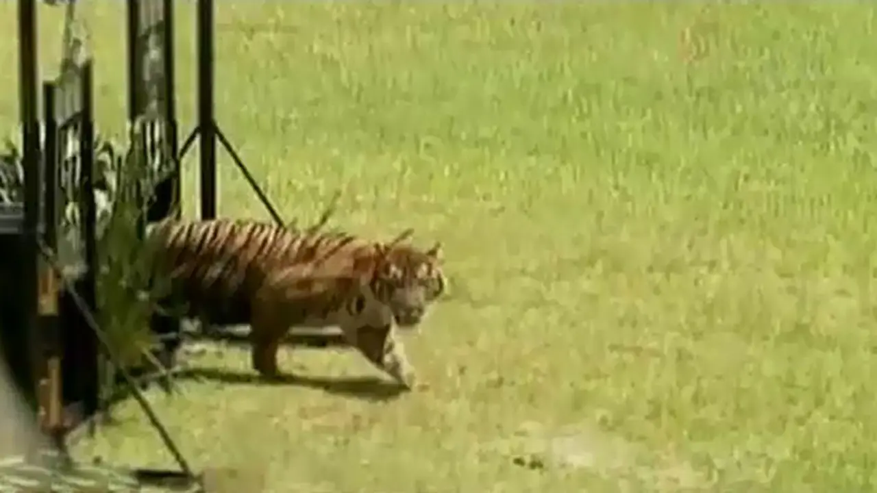 Lepas-Harimau