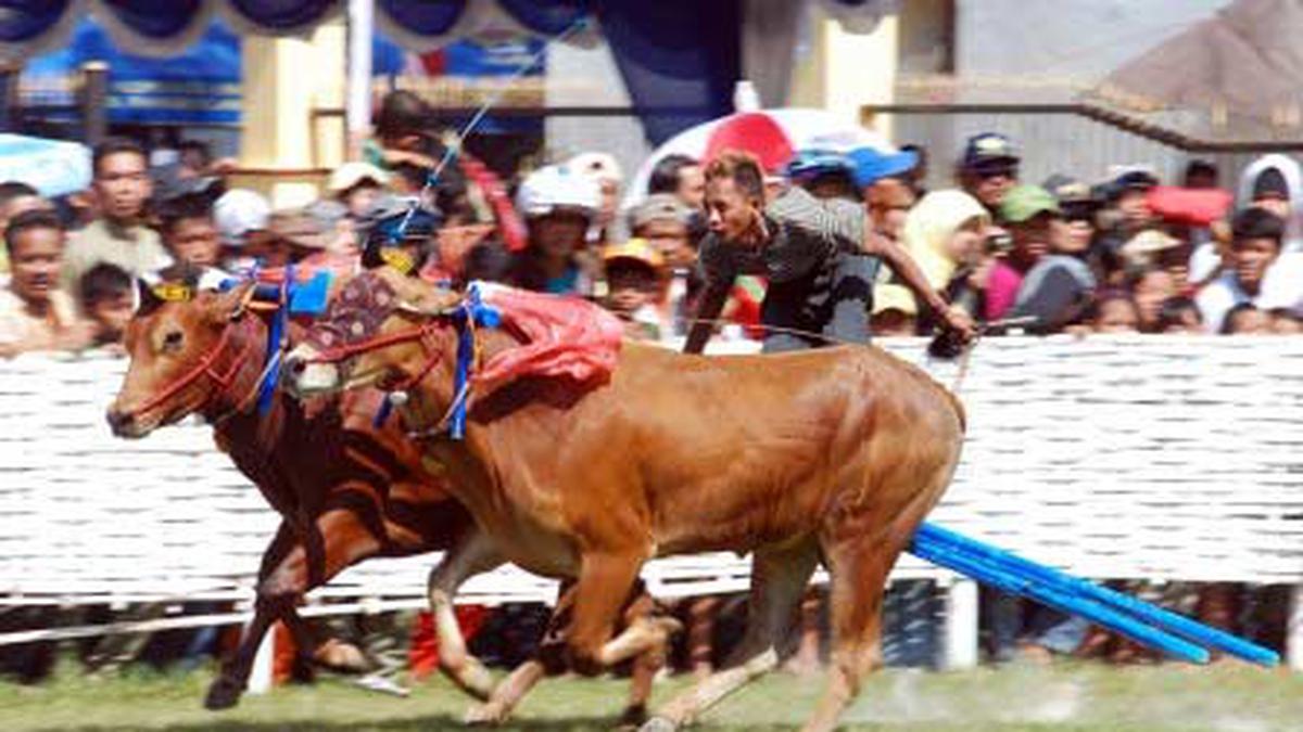 Karapan Sapi Meriahkan Lebaran Ketupat di Gorontalo