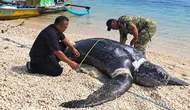 Penyu Belimbing Raksasa Membusuk di Perairan Sukabumi