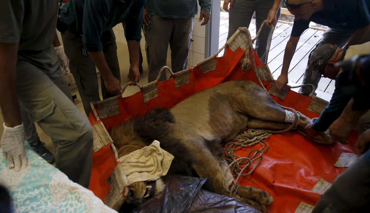 Samuni, singa delapan tahun dibawa ke klinik hewan sebelum menjalani prosedur pembedahan pengangkatan tumor dari perutnya di Ramat Gan Safari Zoo, Tel Aviv, Israel, Rabu (29/7/2015). (REUTERS/Baz Ratner) 