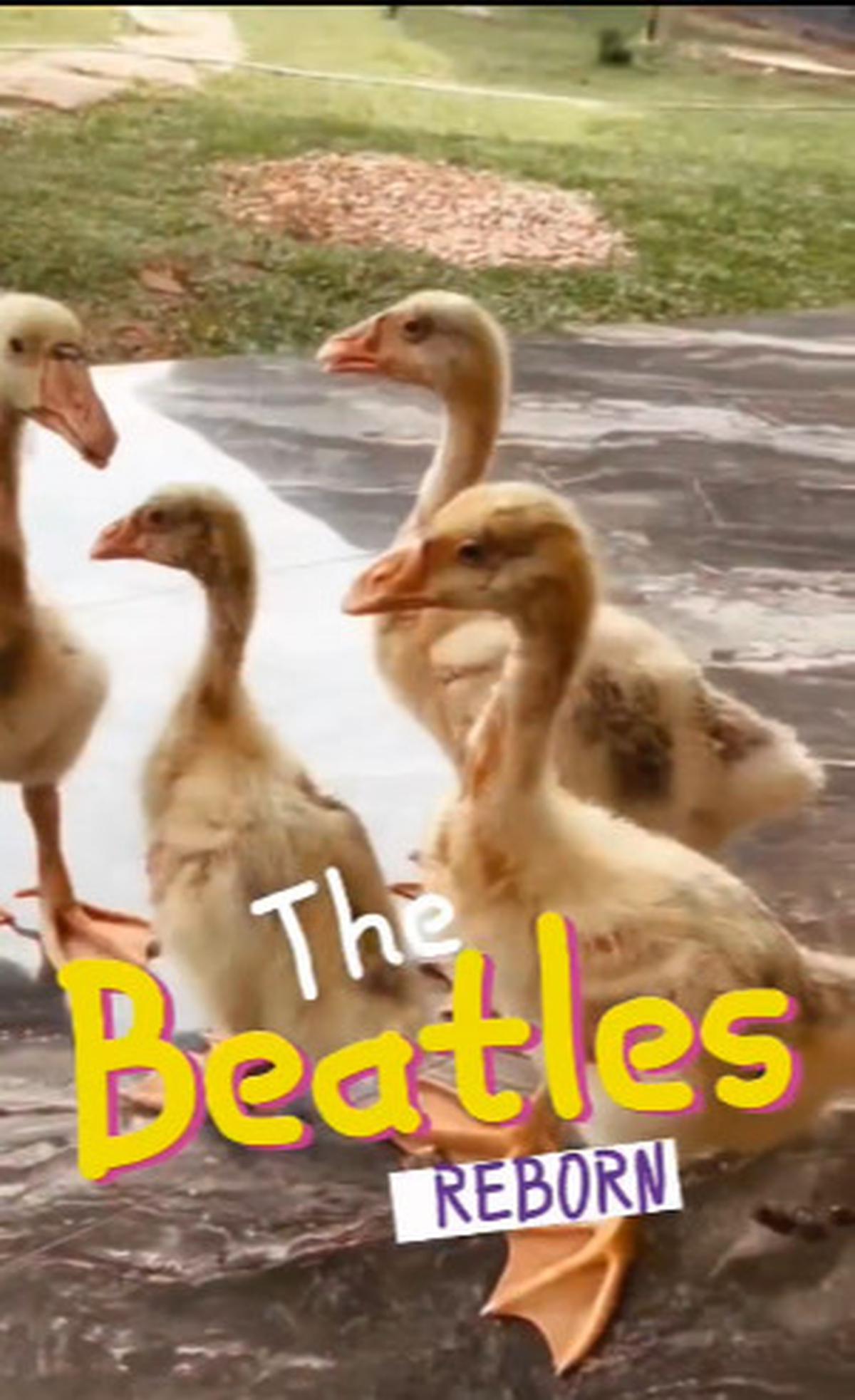 Panglima TNI Kehadiran 'The Beatles' di Rumahnya