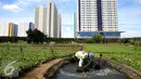 Petani mengambil air untuk menyiram sayuran di lahan pertanian di Jakarta, Selasa (23/12). Sebelumnya, kegiatan menggalakkan gerakan perkebunan dan pertanian di Jakarta juga telah dilakukan oleh organisasi Indonesia Berkebun. (Liputan6.com/Johan Tallo)