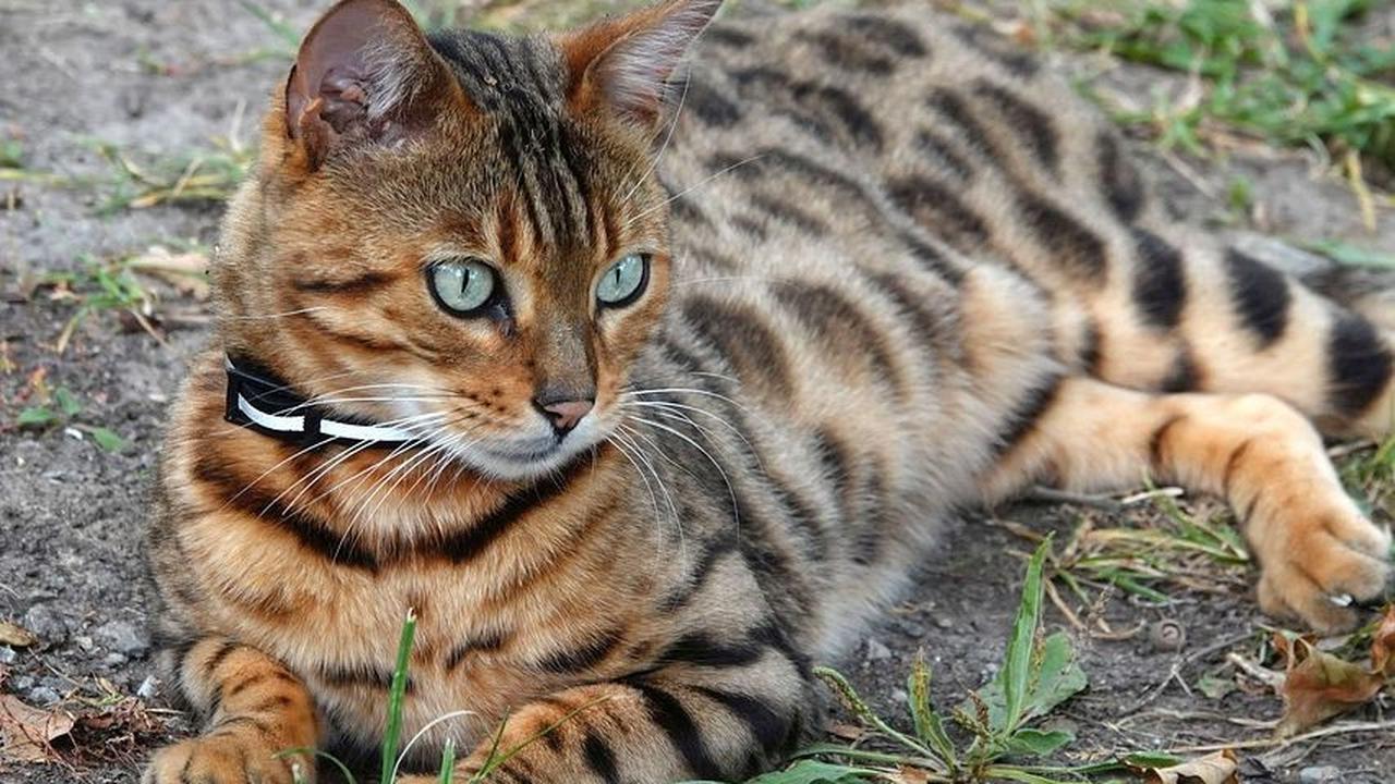 Karakteristik Kucing Bengal