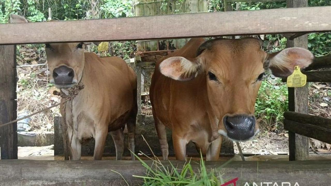 Kaltim Perkuat Jaminan Halal Produk Hewani, LPH DPKH Jalani Asesmen Akreditasi BPJPH