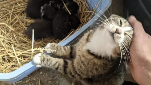 7 Potret Menggemaskan Kucing Ini Bakal Ceriakan Harimu