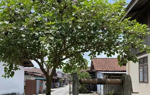 Pohon Buah yang Aman Ditanam Dekat Sumur (AI)