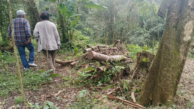 Pembalakan liar di Gunung Salak