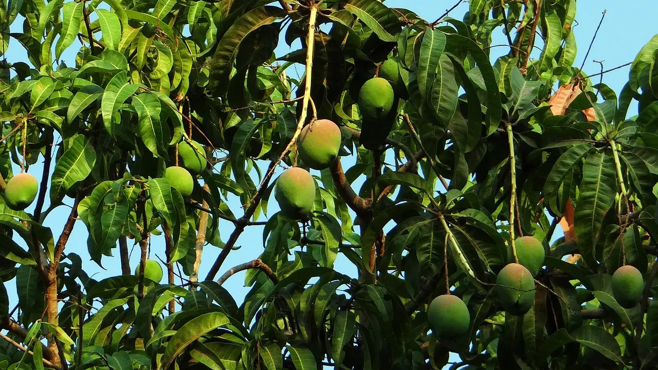 Ilustrasi mangga kasturi