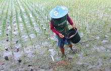 Pupuk Subsidi Lebak 2026 Dipastikan Cukup, Petani Sambut Penurunan Harga