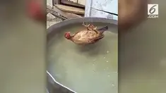Siapa pun yang melihat mungkin mengira ayam ini telah mati. Namun ternyata ini faktanya.