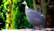 12 Jenis Ayam Hias dengan Bentuk Bulu Paling Unik, Ada yang Mirip Rambut