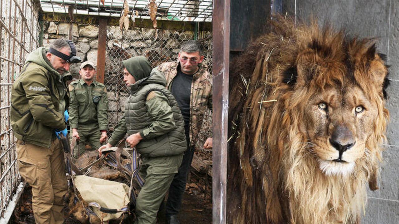 Ruben Singa Paling kesepian di Dunia dok. X @keefe_adrian/https://twitter.com/keefe_adrian/status/1628868718263668736/photo/1//Winda Syifa Sahira)