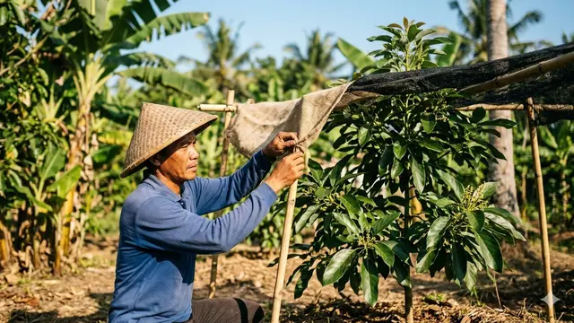 Cara Membuat Pohon Alpukat Stres agar Cepat Berbuah (Foto: Gemini AI)