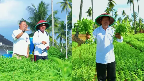 Kembangkan Usaha Pertanian hingga Bisa Kuliahkan Anak Berkat KUR BRI