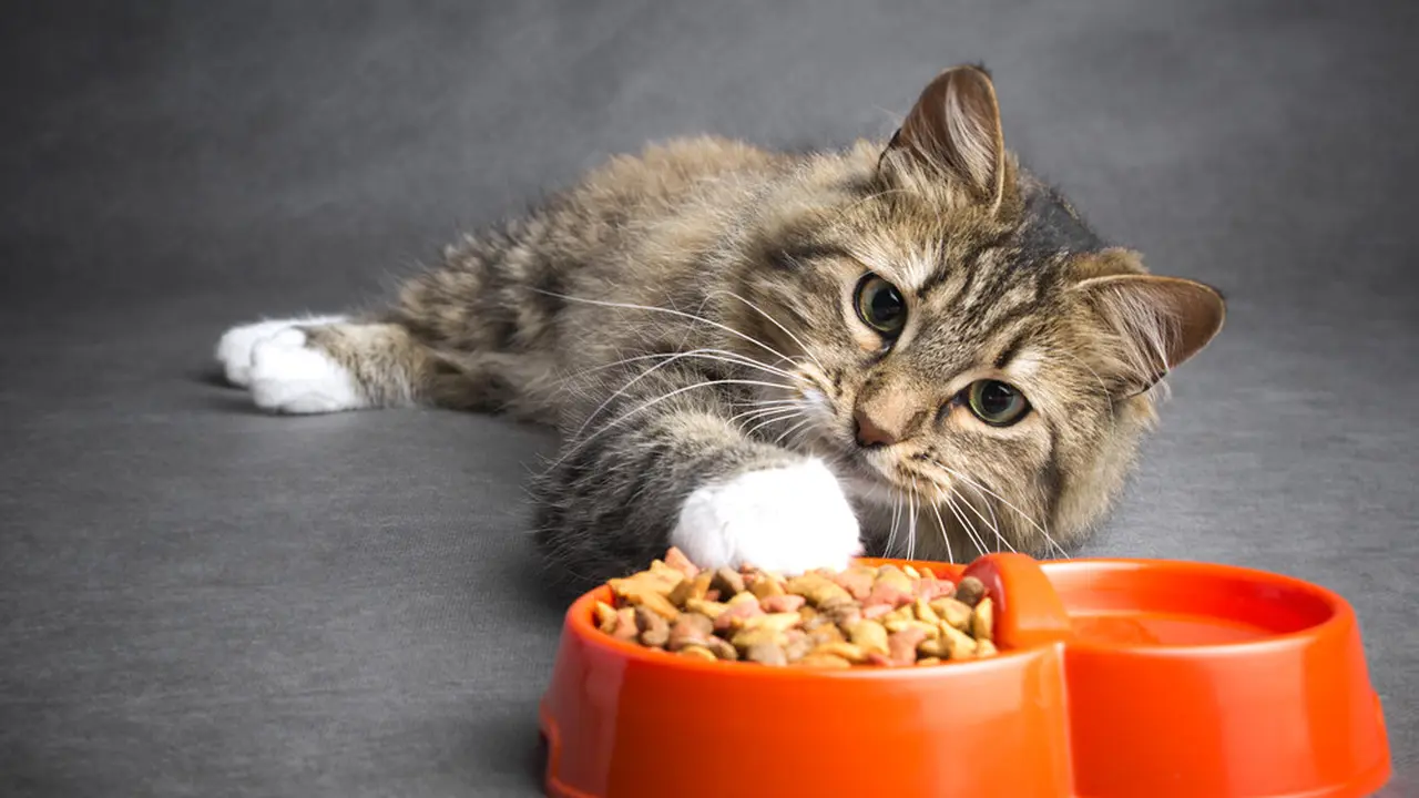 Ilustrasi Kucing/Shutterstock.