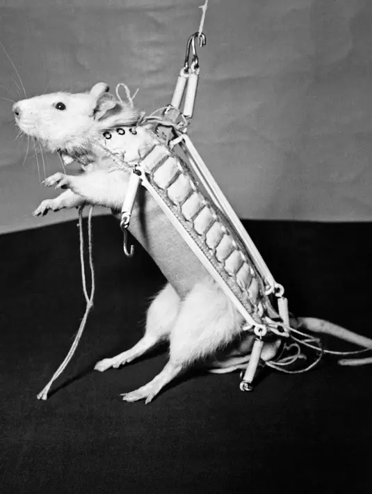 Tikus bernama Hector saat dijadikan hewan eksperimen untuk diterbangkan ke luar angkasa 26 Desember 1960. Hector menjadi tikus pertama yang pernah terbang ke luar angkasa hingga mencapai ketinggian 150 km dan berhasil kembali dengan selamat. (AFP Photo)